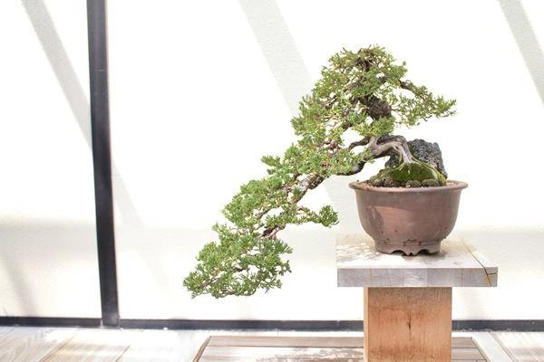 Cây bonsai và các dáng dây có ý nghĩa phong thủy tài lộc - 3