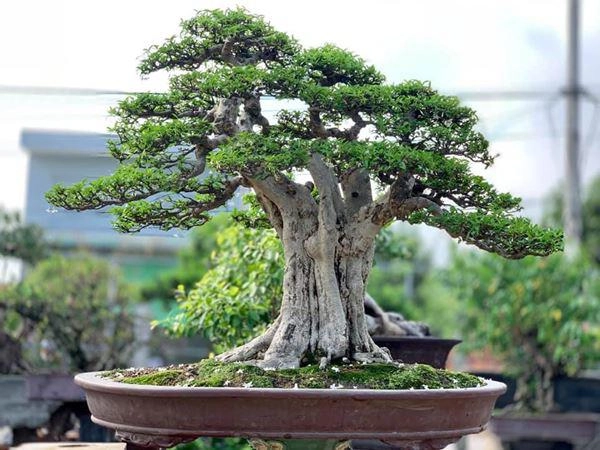 Cây bonsai và các dáng dây có ý nghĩa phong thủy tài lộc - 4