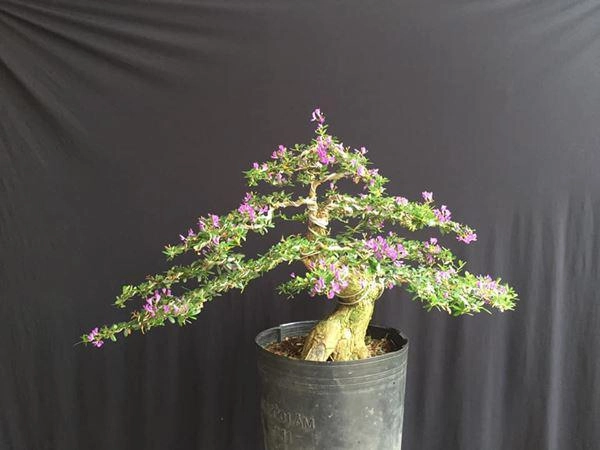 Cây bonsai và các dáng dây có ý nghĩa phong thủy tài lộc - 5