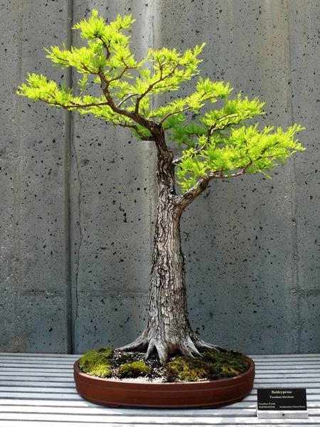 Cây bonsai và các dáng dây có ý nghĩa phong thủy tài lộc - 6