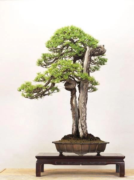 Cây bonsai và các dáng dây có ý nghĩa phong thủy tài lộc - 7