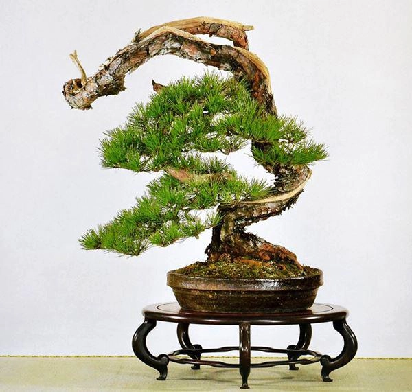 Cây bonsai và các dáng dây có ý nghĩa phong thủy tài lộc - 8