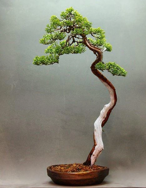 Cây bonsai và các dáng dây có ý nghĩa phong thủy tài lộc - 9