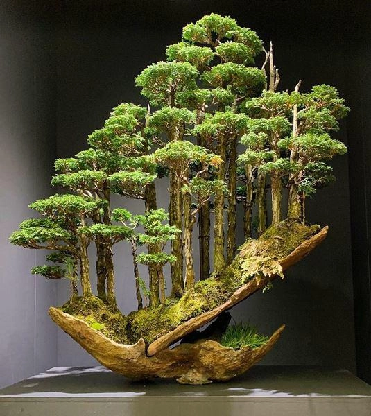 Cây bonsai và các dáng dây có ý nghĩa phong thủy tài lộc - 10