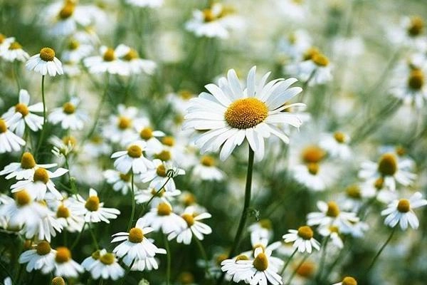 Dương quý phi đã làm gì để bức size vòng 1 khiến vua mê mệt mà chẳng cần dao kéo - 11