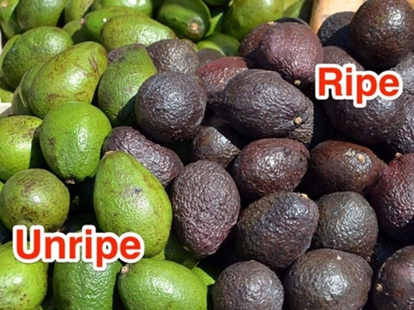 Mẹo bảo quản và sử dụng quả bơ hữu ích nhất mà bạn cần biết - 3