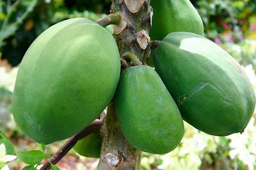 Mỗi ngày 1 cốc nước này vòng 1 cứ thế nhảy size ầm ầm ai không biết phí cả đời - 1