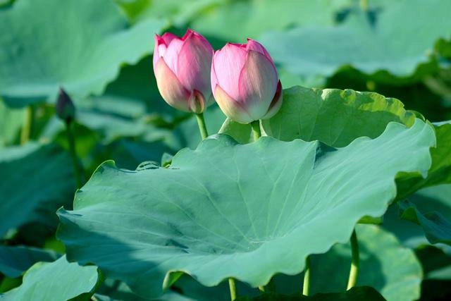 Muốn da đẹp tựa nữ hoàng nhan sắc lão hóa ngược như từ hi thì chớ bỏ qua thứ này - 9