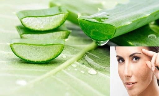 Nha đam và những tác dụng thần kỳ với làm đẹp và sức khỏe - 2