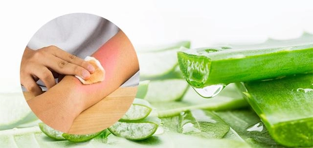 Nha đam và những tác dụng thần kỳ với làm đẹp và sức khỏe - 5