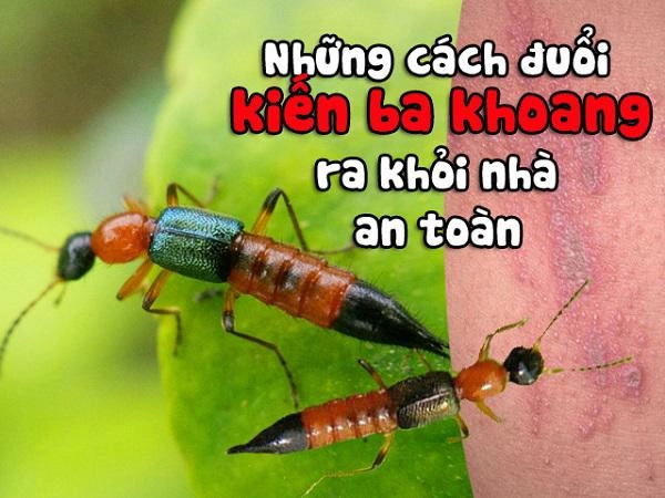 Những cách đuổi kiến ba khoang ra khỏi nhà an toàn mà không cần phun thuốc - 3