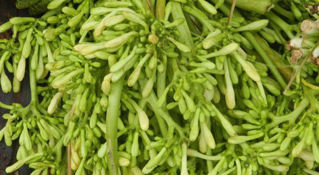 Những món rau rừng đỉnh nhất ăn là nghiện của vùng tây bắc - 1