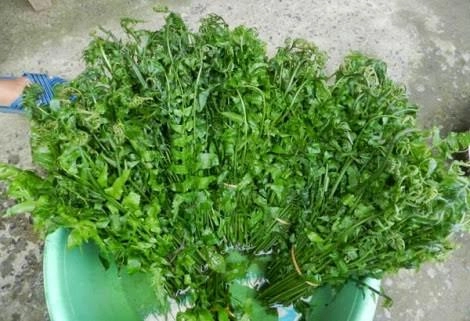 Những món rau rừng đỉnh nhất ăn là nghiện của vùng tây bắc - 4