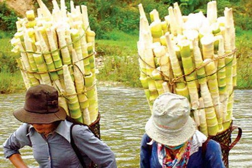 Những món rau rừng đỉnh nhất ăn là nghiện của vùng tây bắc - 5