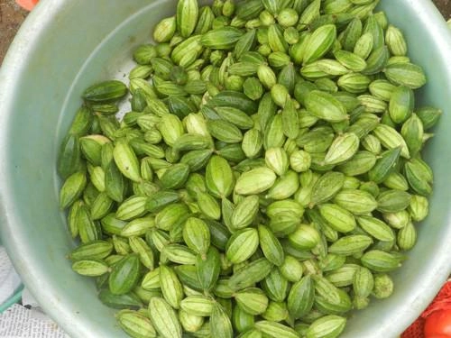 Những món rau rừng đỉnh nhất ăn là nghiện của vùng tây bắc - 8
