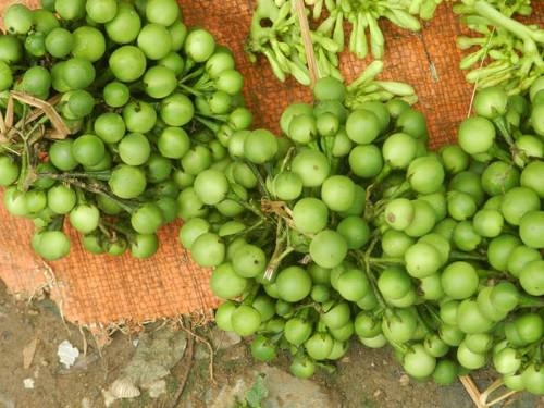 Những món rau rừng đỉnh nhất ăn là nghiện của vùng tây bắc - 9