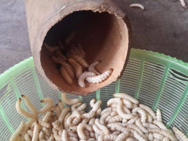 Những món rau rừng đỉnh nhất ăn là nghiện của vùng tây bắc - 10