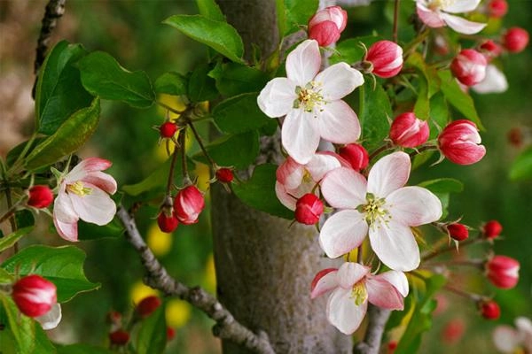 Quyến rũ đế vương bằng mùi thơm đây chính là bí kíp của các đại mỹ nhân trung hoa - 3