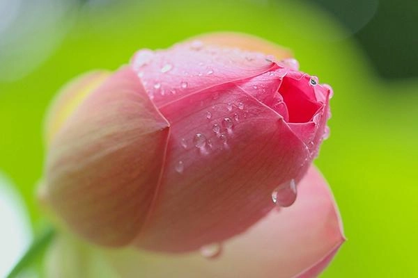 Quyến rũ đế vương bằng mùi thơm đây chính là bí kíp của các đại mỹ nhân trung hoa - 5