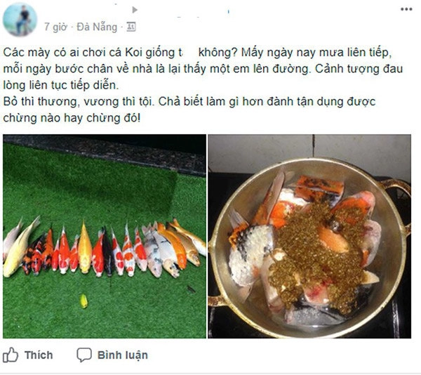 Sau đợt mưa đà nẵng chàng trai mang cá koi bạc triệu đi kho khiến dân mạng tranh cãi - 1