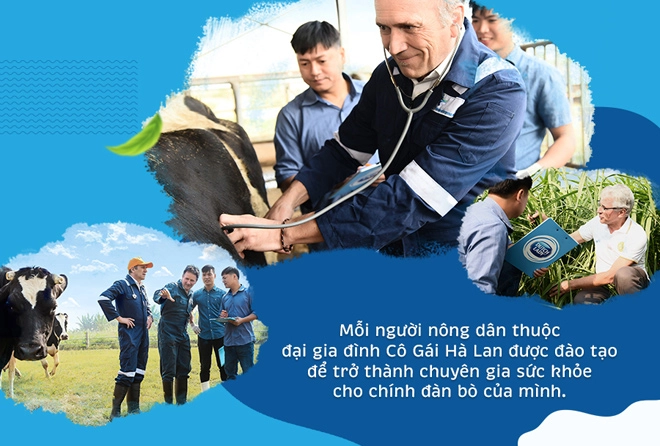 Sữa tươi cô gái hà lan tinh hoa từ sự hợp tác của nông dân hà lan và việt nam - 3