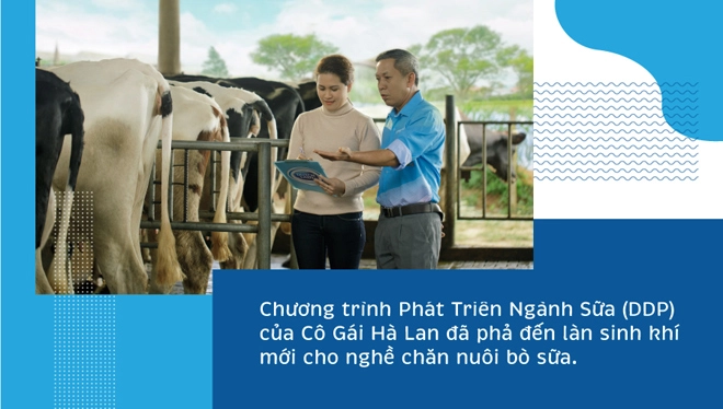 Sữa tươi cô gái hà lan tinh hoa từ sự hợp tác của nông dân hà lan và việt nam - 5