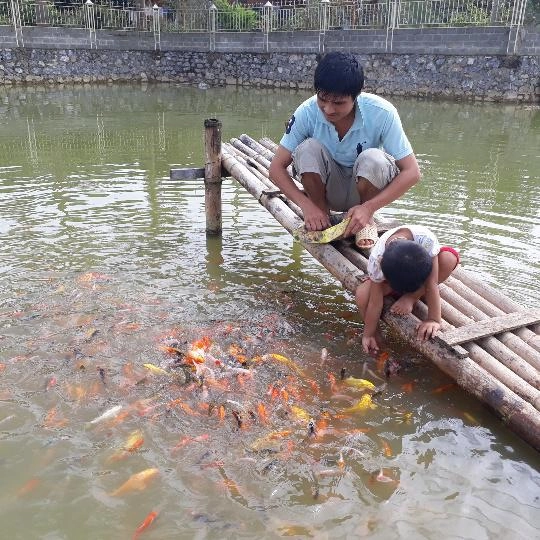 Tận mắt đàn cá koi bạc tỷ đỏ rực độc nhất sơn la của đại gia phố núi - 5