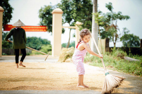 Vẻ dễ thương của bông hồng lai ở làng quê việt nam - 1