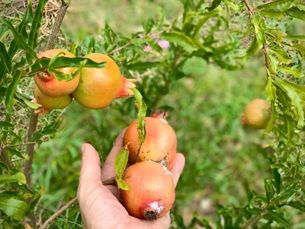 2 nữ nghệ sĩ mua nhà vườn thỏa đam mê rau củ chất đầy thuê người làm không xuể việc - 3