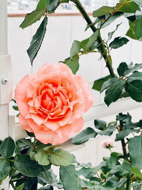 Nghỉ dịch dài ngày khánh thi và chồng kém 12 tuổi cải tạo sân thượng trồng ngập hoa hồng - 8
