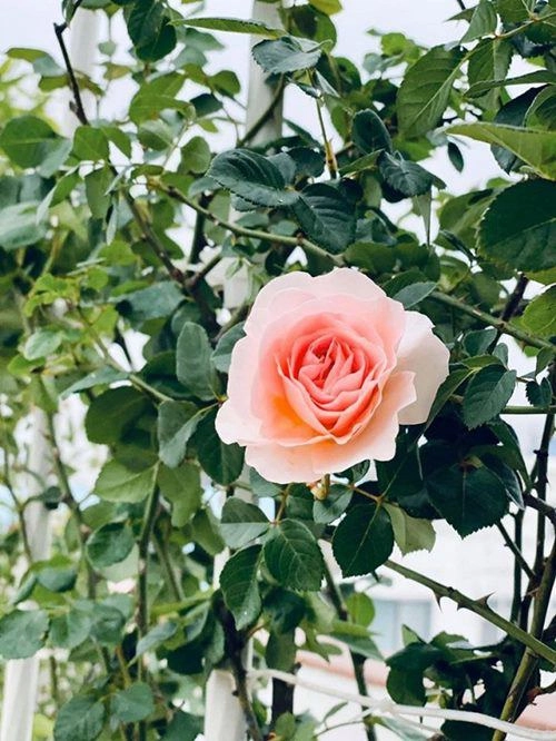 Nghỉ dịch dài ngày khánh thi và chồng kém 12 tuổi cải tạo sân thượng trồng ngập hoa hồng - 9