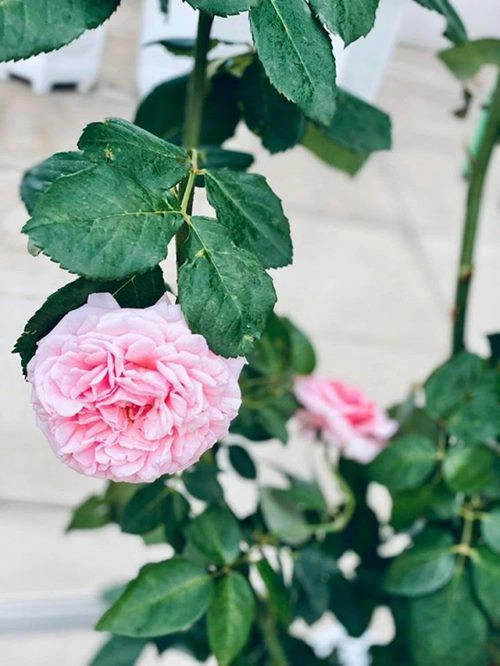 Nghỉ dịch dài ngày khánh thi và chồng kém 12 tuổi cải tạo sân thượng trồng ngập hoa hồng - 11