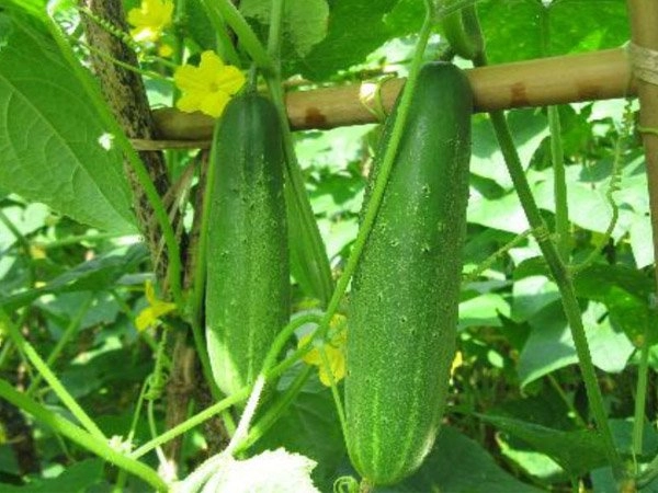 Da nâu nhưng không sạm hay chảy xệ nhờ hhen niê dùng loại quả tự trồng - 3