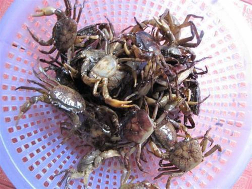 4 điều cần tuyệt đối tránh khi ăn cua đồng nhất là trong ngày hè nắng nóng - 1