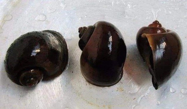 6 món ăn chứa nhiều ký sinh trùng nhất trong đó loại đầu tiên chứa đến 6000 con - 1