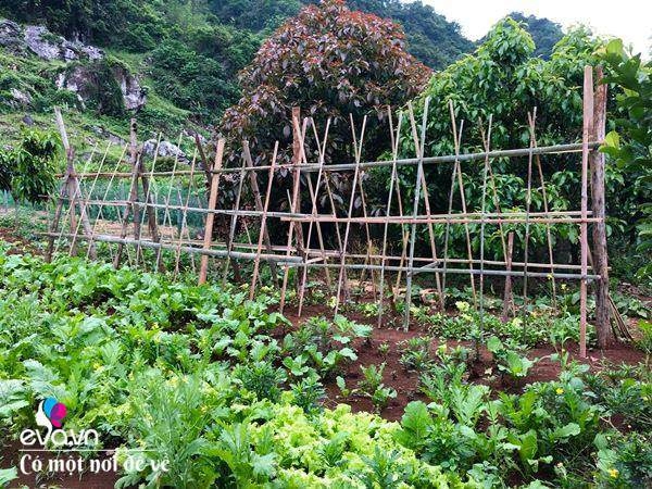 bỏ phố lên rừng vợ chồng 8x đến mộc châu dựng nhà sàn trồng lúa nương trong vườn 5000m - 16