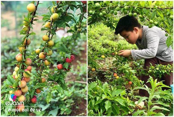 bỏ phố lên rừng vợ chồng 8x đến mộc châu dựng nhà sàn trồng lúa nương trong vườn 5000m - 17