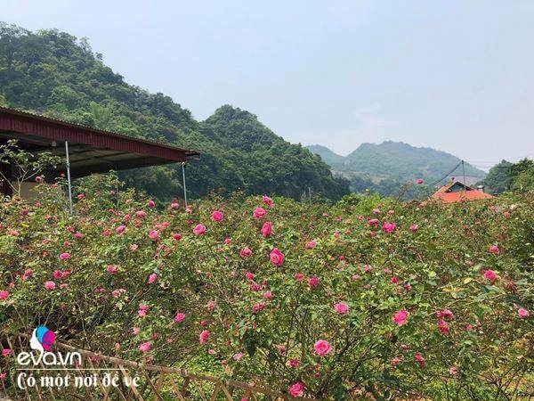 bỏ phố lên rừng vợ chồng 8x đến mộc châu dựng nhà sàn trồng lúa nương trong vườn 5000m - 20