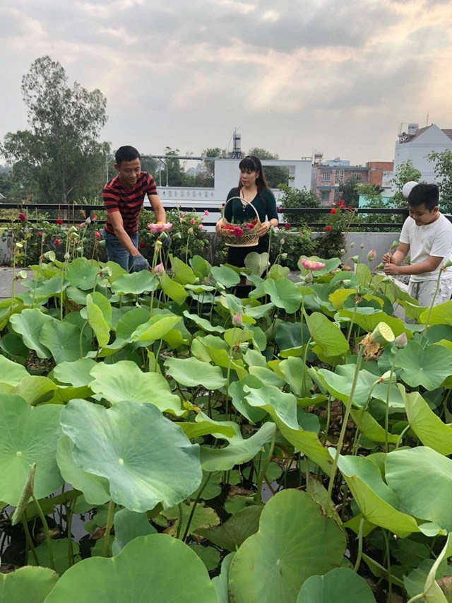 Bố sài gòn biến sân thượng thành vườn rau ăn không hết phải nài nỉ hàng xóm sang lấy về - 14