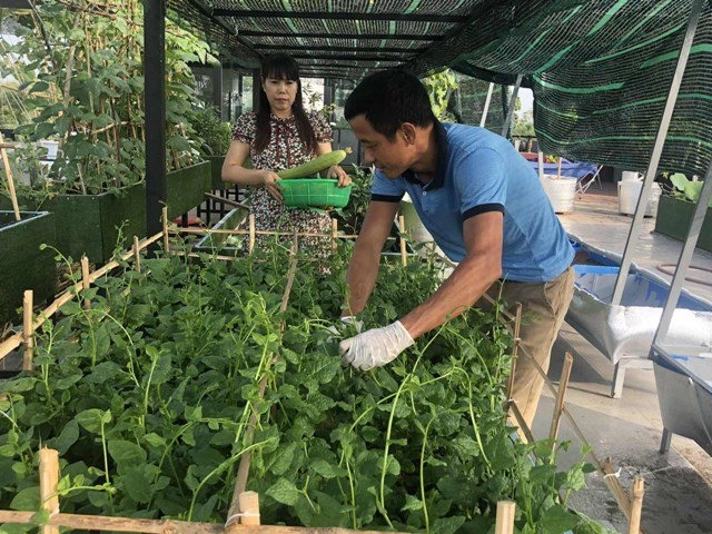 Bố sài gòn biến sân thượng thành vườn rau ăn không hết phải nài nỉ hàng xóm sang lấy về - 20