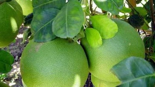 Cách làm chè bưởi đơn giản nhất tại nhà ngon đúng điệu - 1