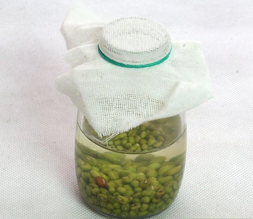 Cách làm giá đỗ bằng lọ thủy tinh siêu đơn giản - 3