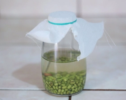 Cách làm giá đỗ bằng lọ thủy tinh siêu đơn giản - 4