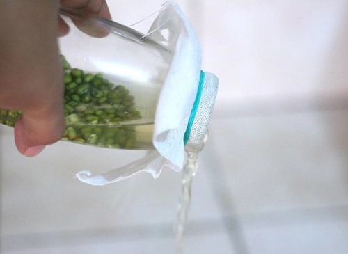 Cách làm giá đỗ bằng lọ thủy tinh siêu đơn giản - 5
