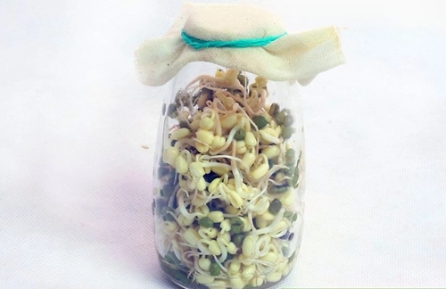 Cách làm giá đỗ bằng lọ thủy tinh siêu đơn giản - 7