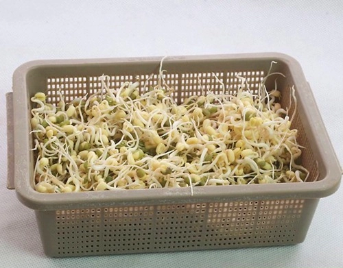 Cách làm giá đỗ bằng lọ thủy tinh siêu đơn giản - 8