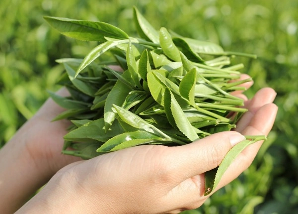 Chỉ tốn 10 ngàn mua lá chè xanh dùng da ngày một sáng mịn thâm mụn cũng bay sạch - 1