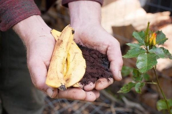 Chôn một quả trứng xuống vườn nhà kết quả nhận được sẽ khiến nhiều người ngỡ ngàng - 3