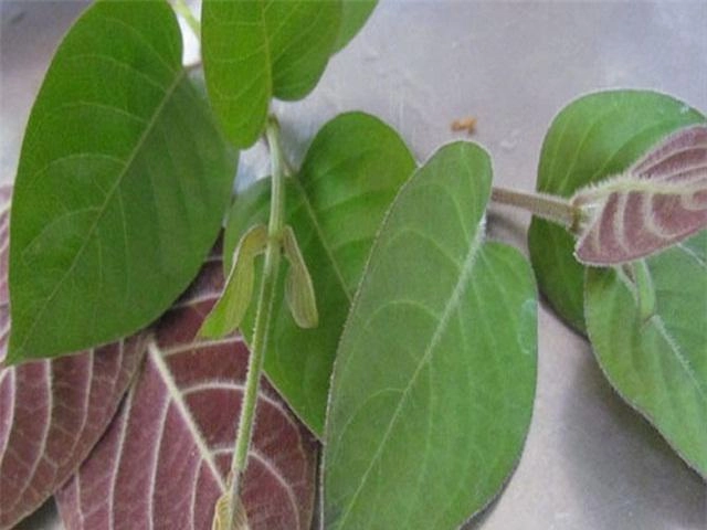 Chuyên gia cảnh báo những món kết hợp với thịt lợn dễ sinh bệnh cần tránh xa - 2