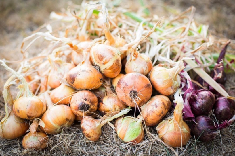 Cô gái xinh đẹp luôn tràn ngập năng lượng hạnh phúc khi trồng cả khu vườn toàn rau quả sạch - 17